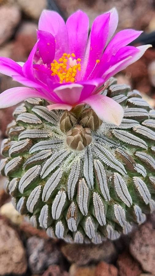 Pelecyphora aselliformis — houseplant care guide