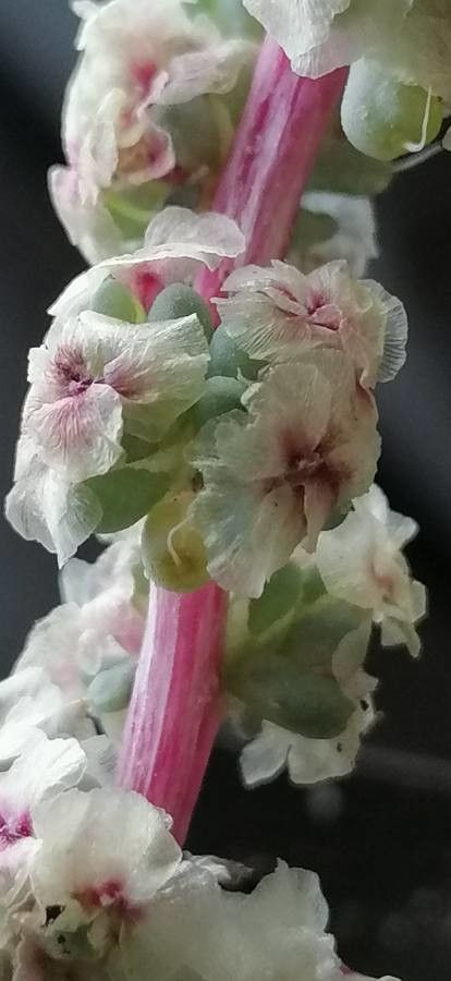 Halogeton glomeratus — related species from the same genus