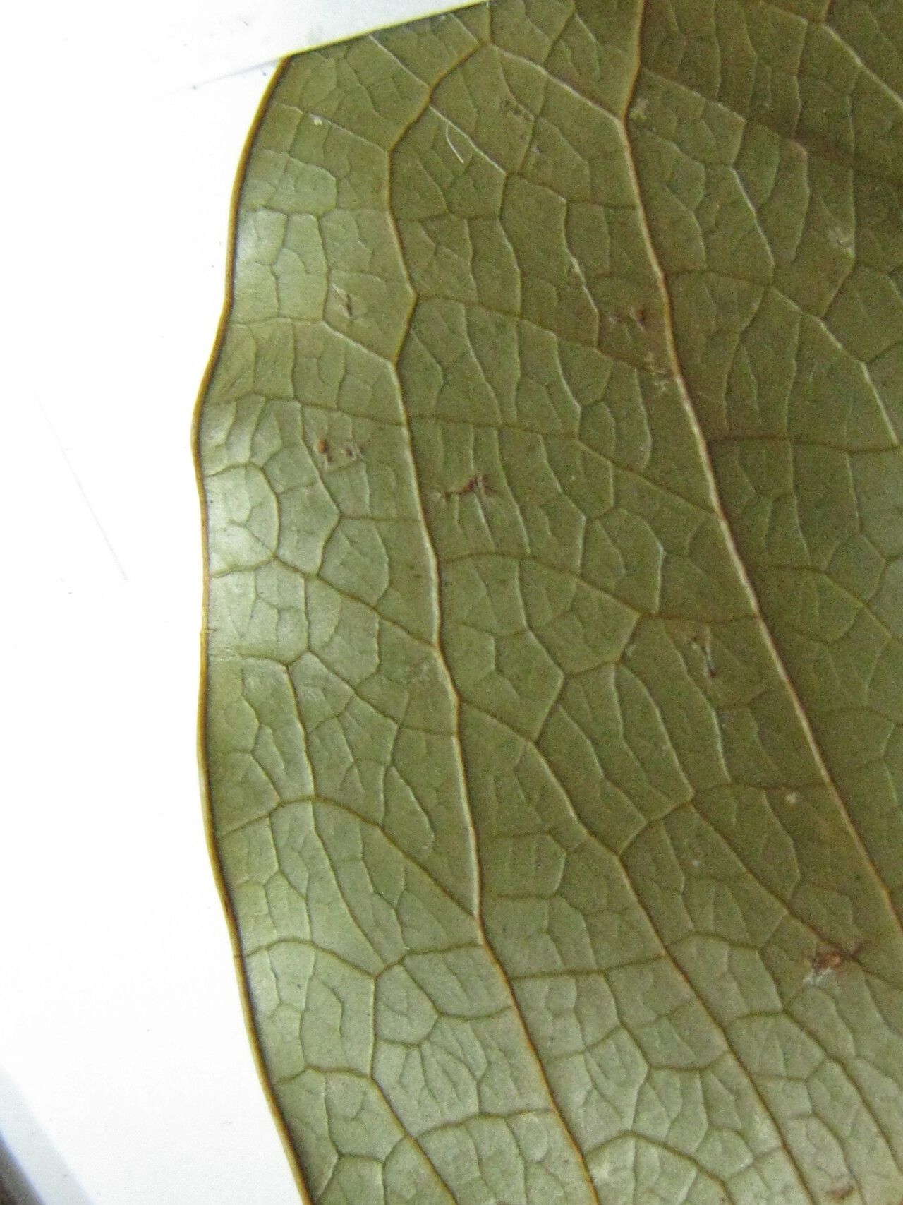 Stryphnodendron moricolor other