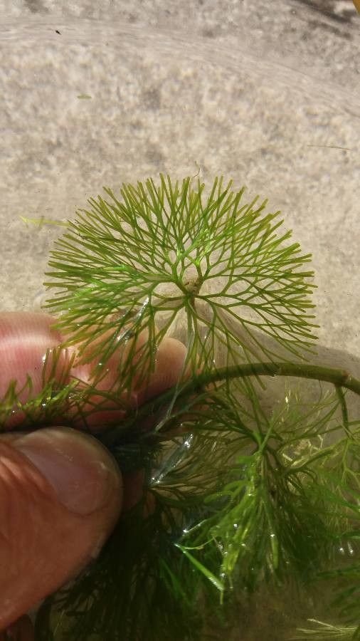 Ranunculus circinatus leaf
