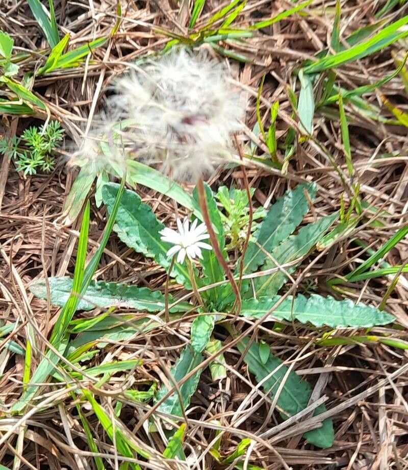 Chaptalia piloselloides habit