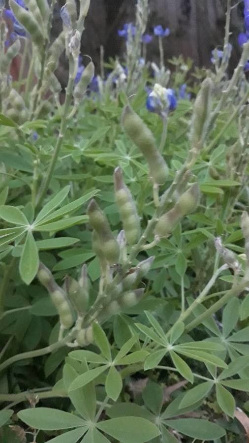 Lupinus texensis fruit