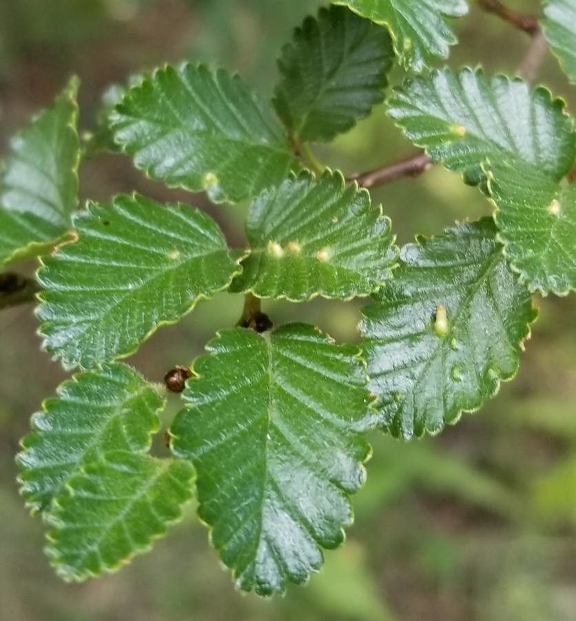 Nothofagus pumilio leaf