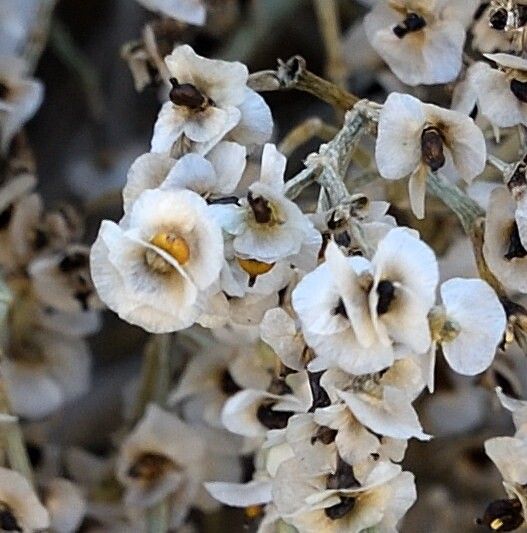 Anabasis aphylla — related species from the same genus