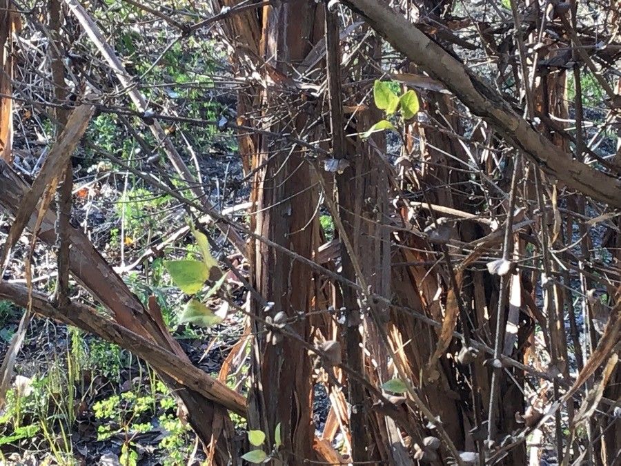 Lonicera ferdinandi habit