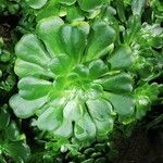 Aeonium castello-paivae