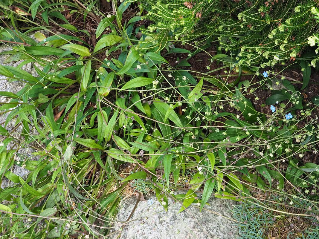 Omphalodes nitida habit