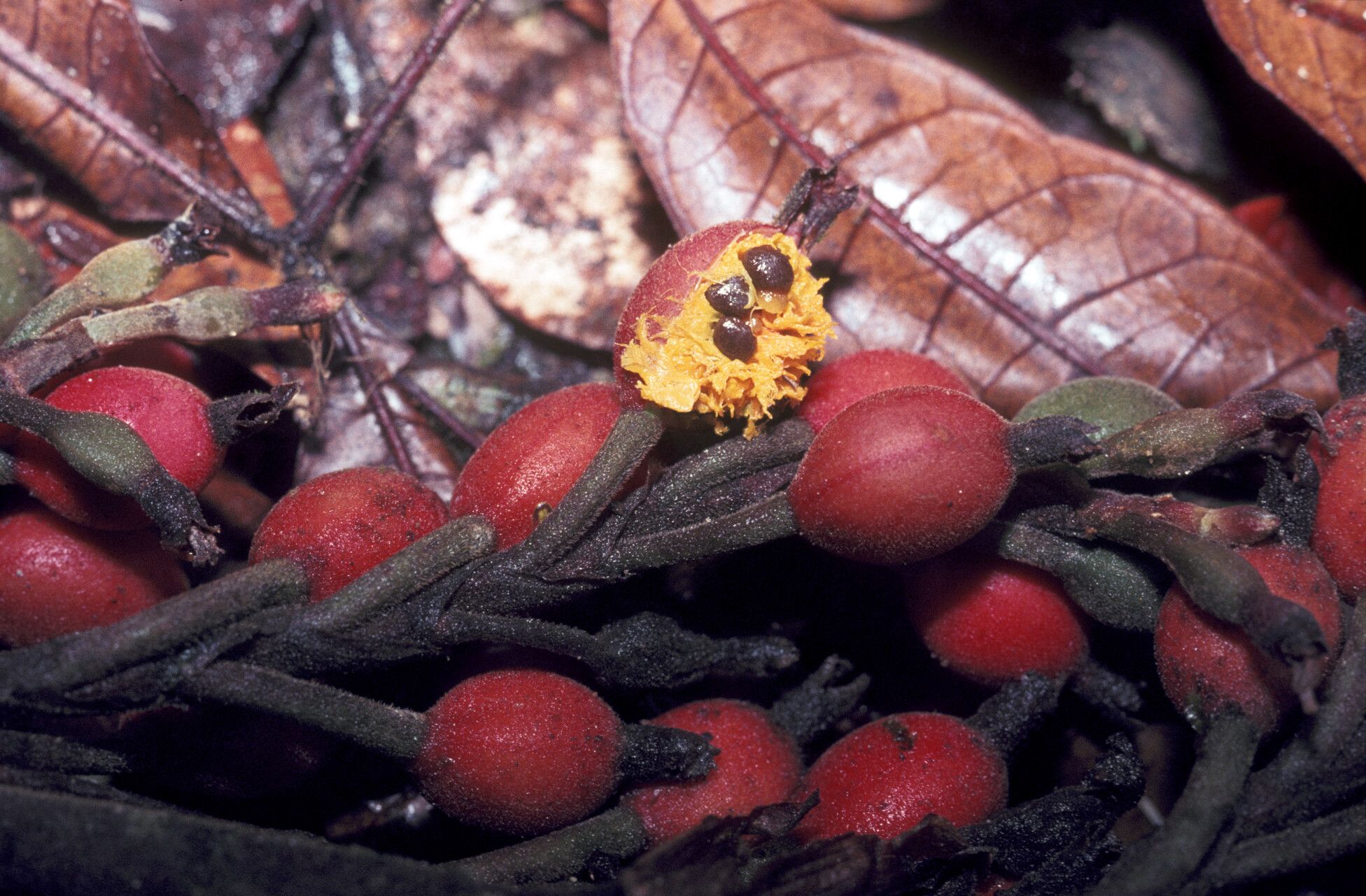 Renealmia orinocensis fruit
