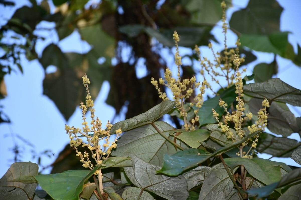Mallotus tetracoccus flower
