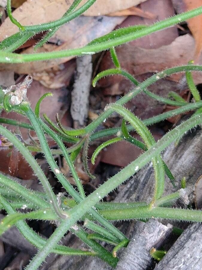 Scaevola ramosissima leaf