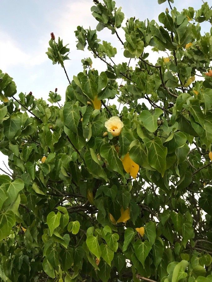 Thespesia populneoides flower