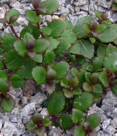 Veronica spathulata — houseplant care guide