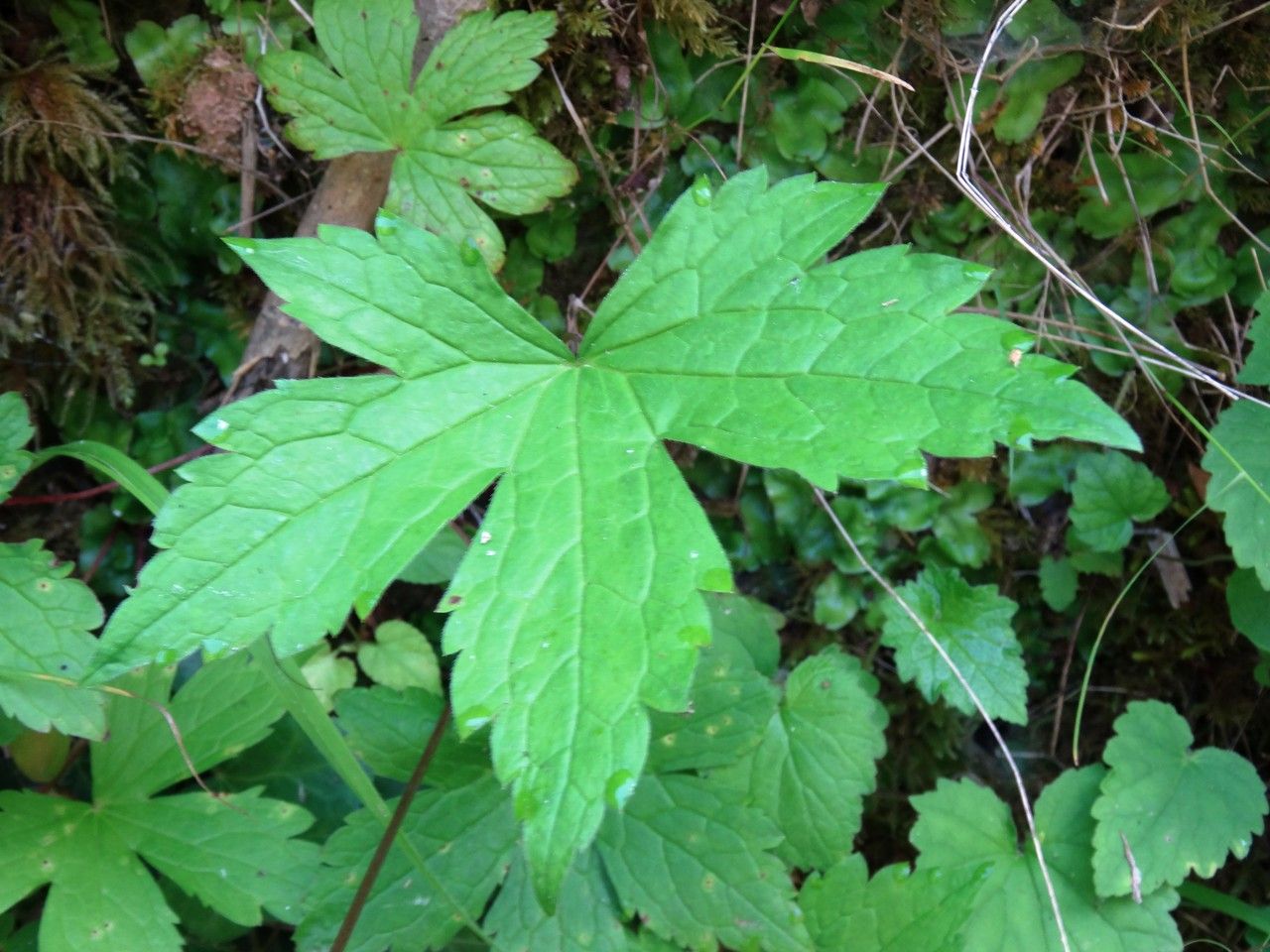 Geranium nodosum — search result for 'Geraniaceae'