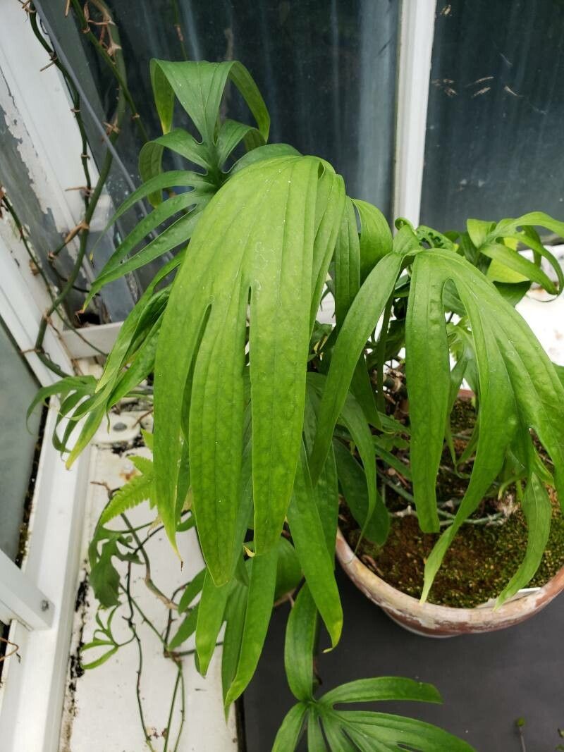 Amydrium medium leaf