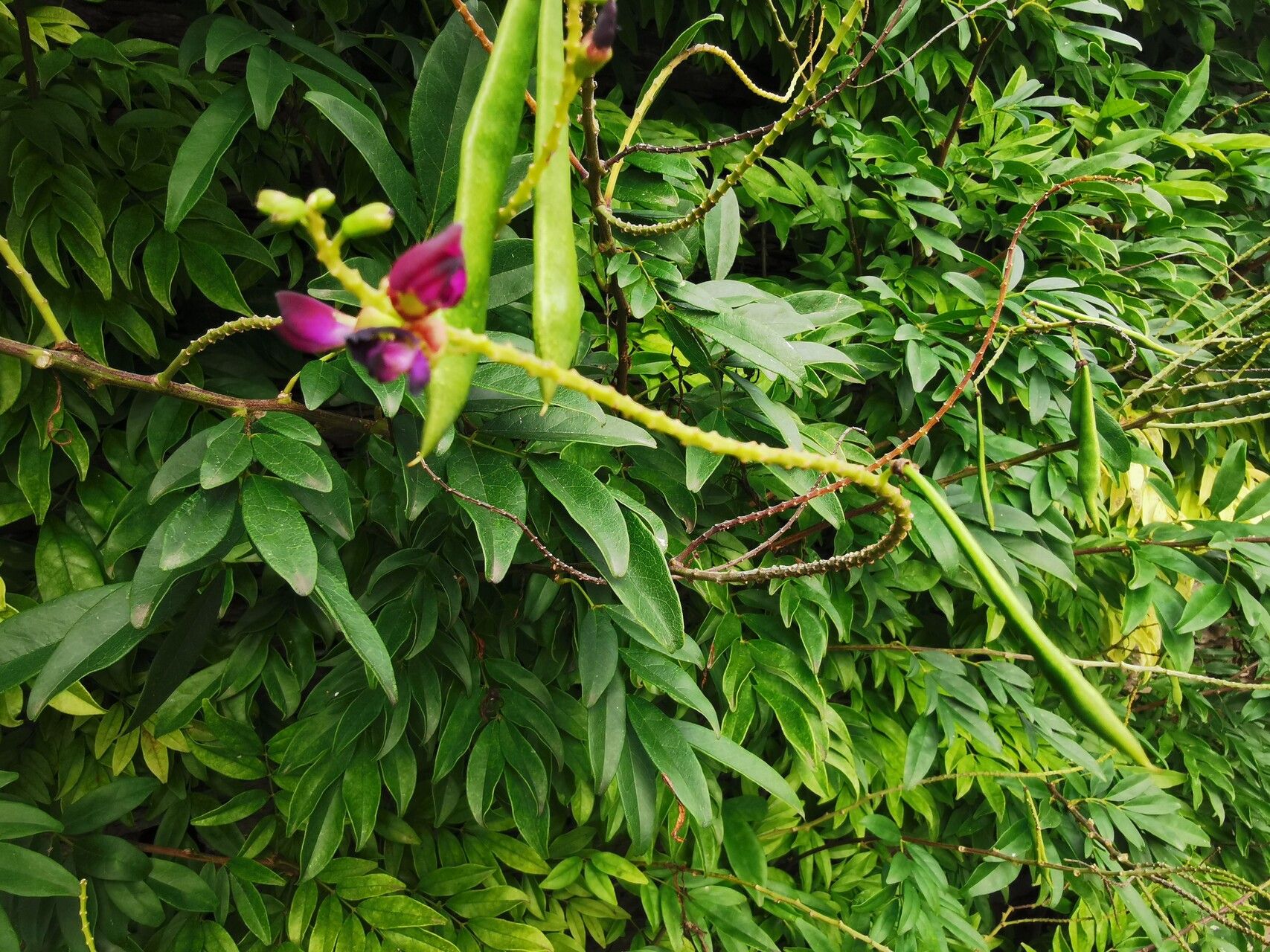 Wisteriopsis japonica flower
