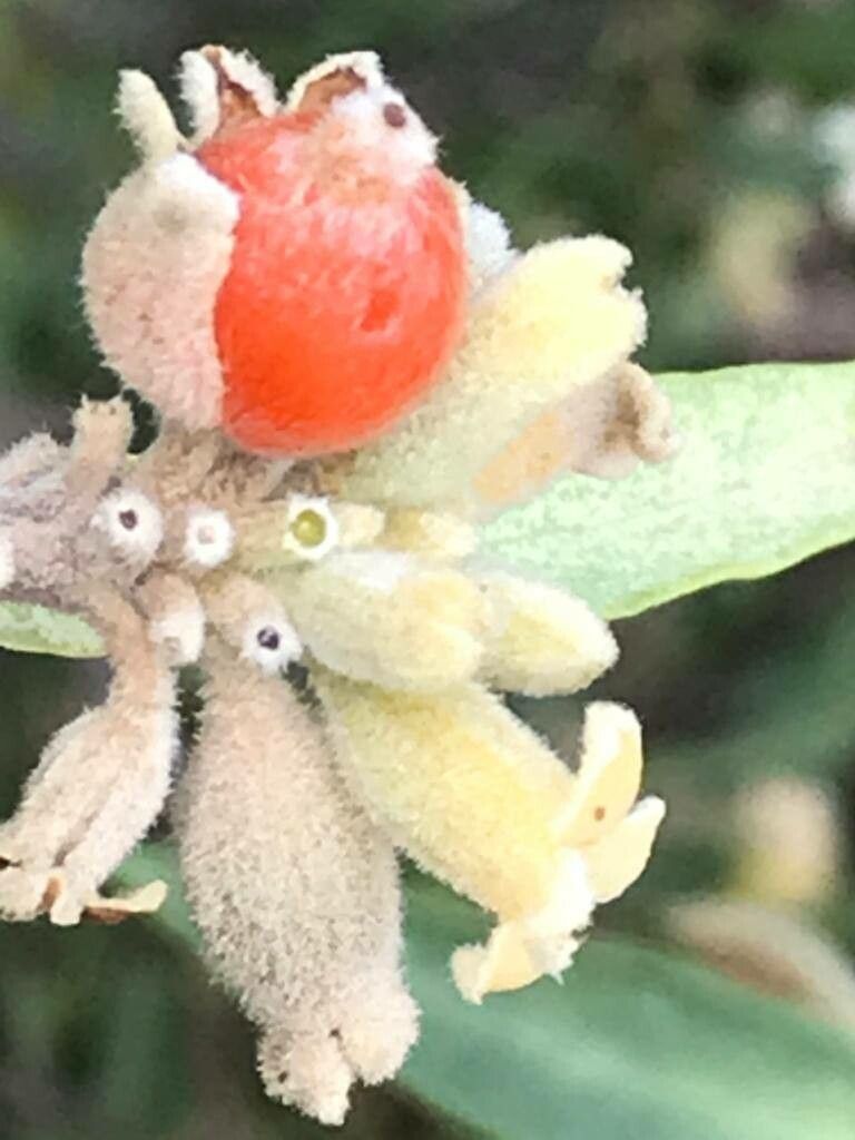 Daphne mucronata fruit