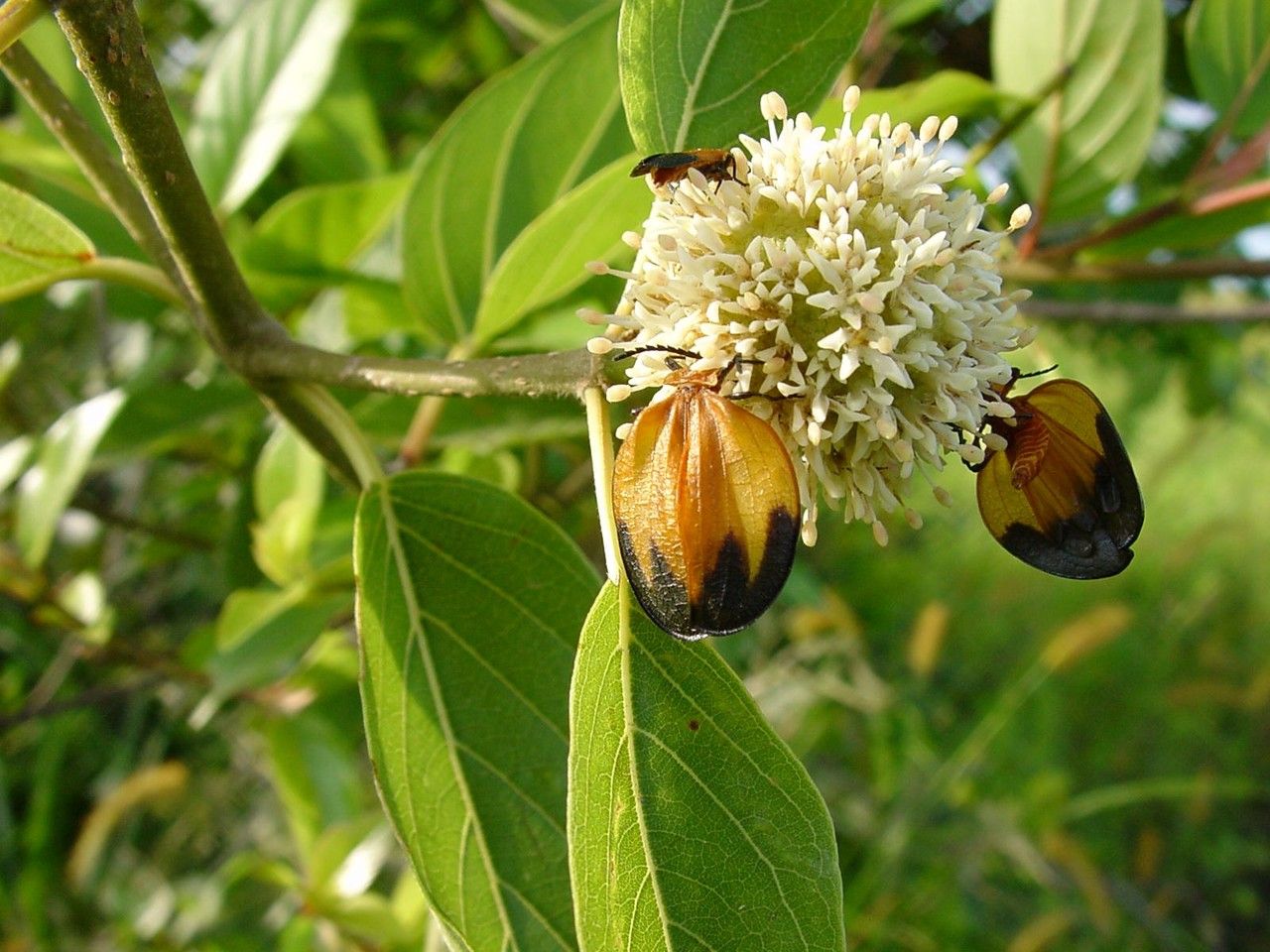 Mitragyna inermis flower