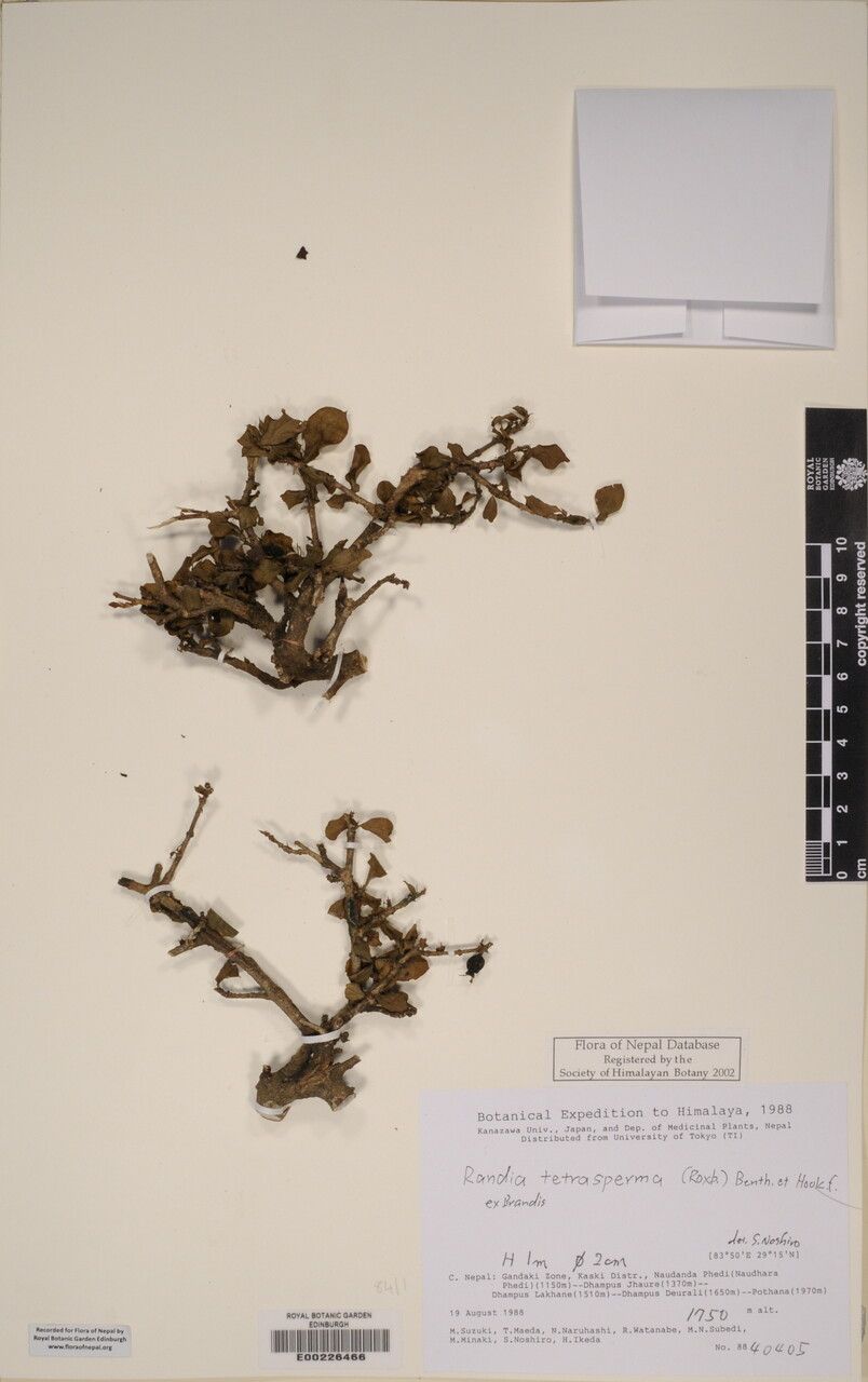 Himalrandia tetrasperma other