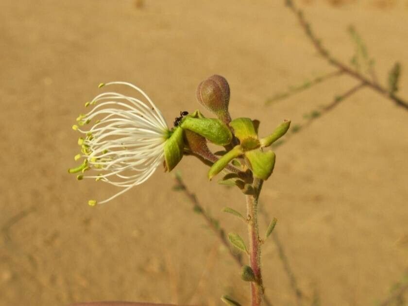 Maerua crassifolia flower
