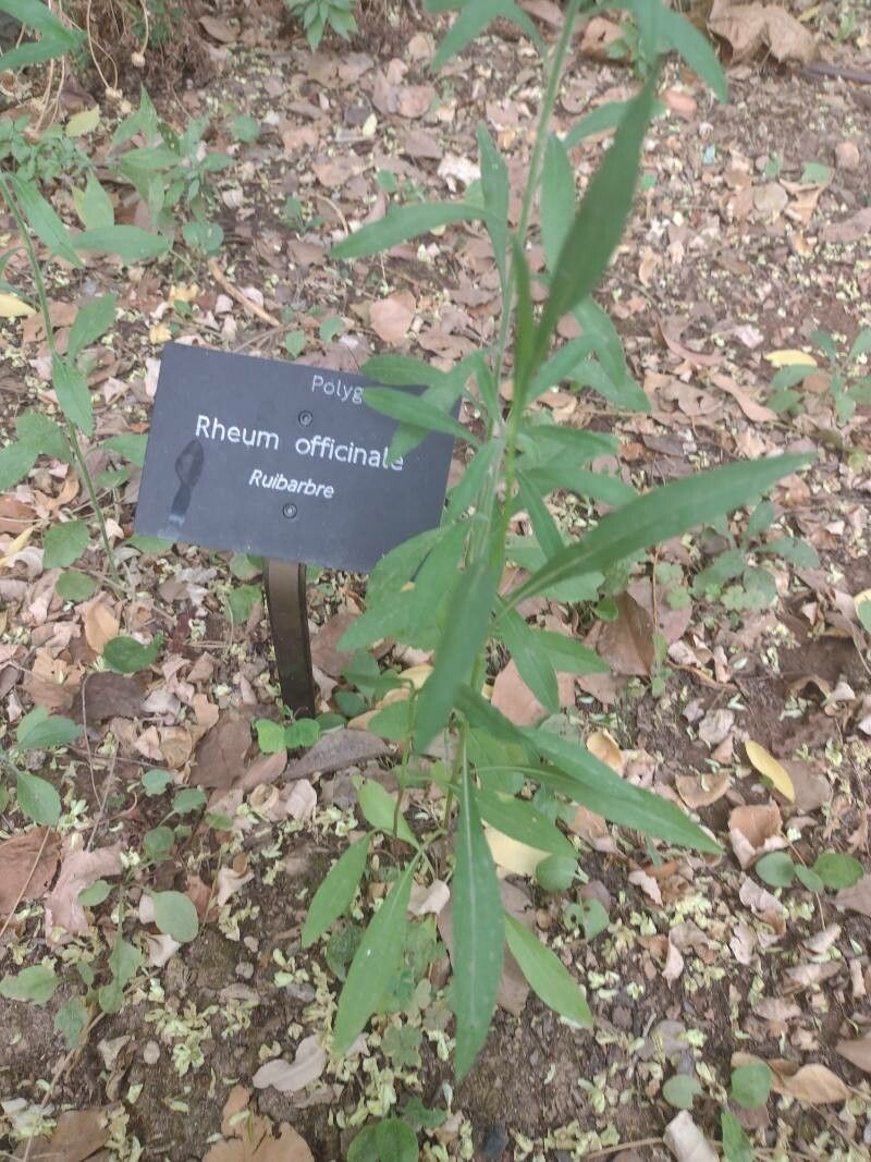 Rheum officinale leaf