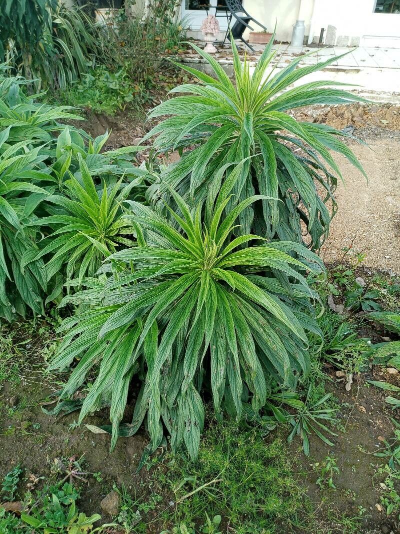 Digitalis micrantha x Digitalis purpurea — search result for 'Digitalis'