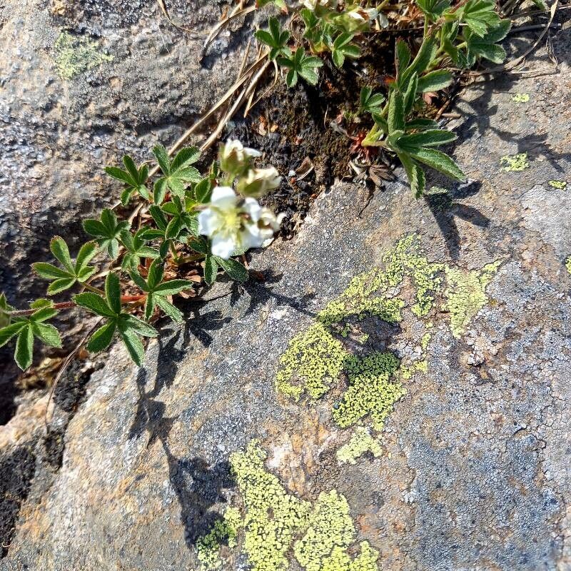 Potentilla crassinervia flower