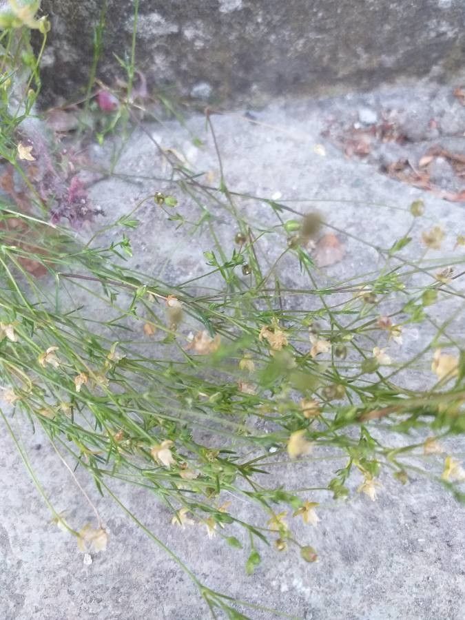 Sagina micropetala habit