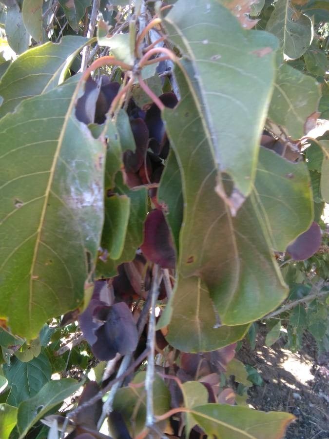 Combretum kraussii — search result for 'Combretum'