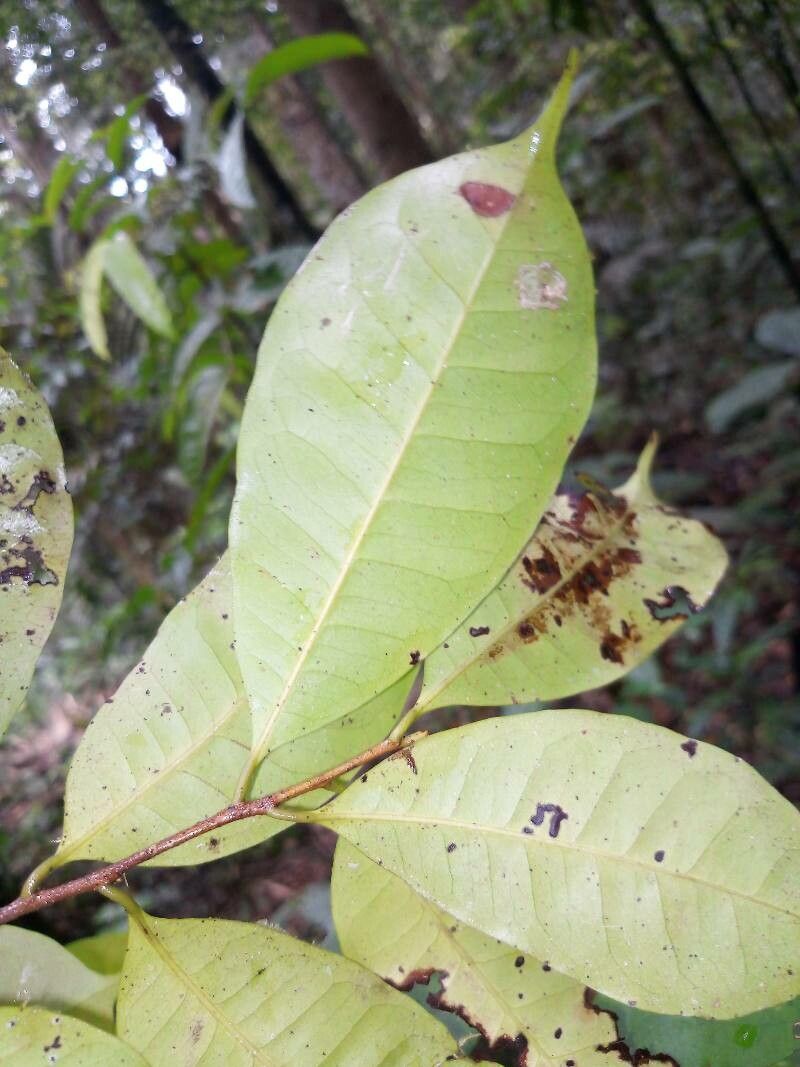 Pouteria cladantha — search result for 'Pouteria'