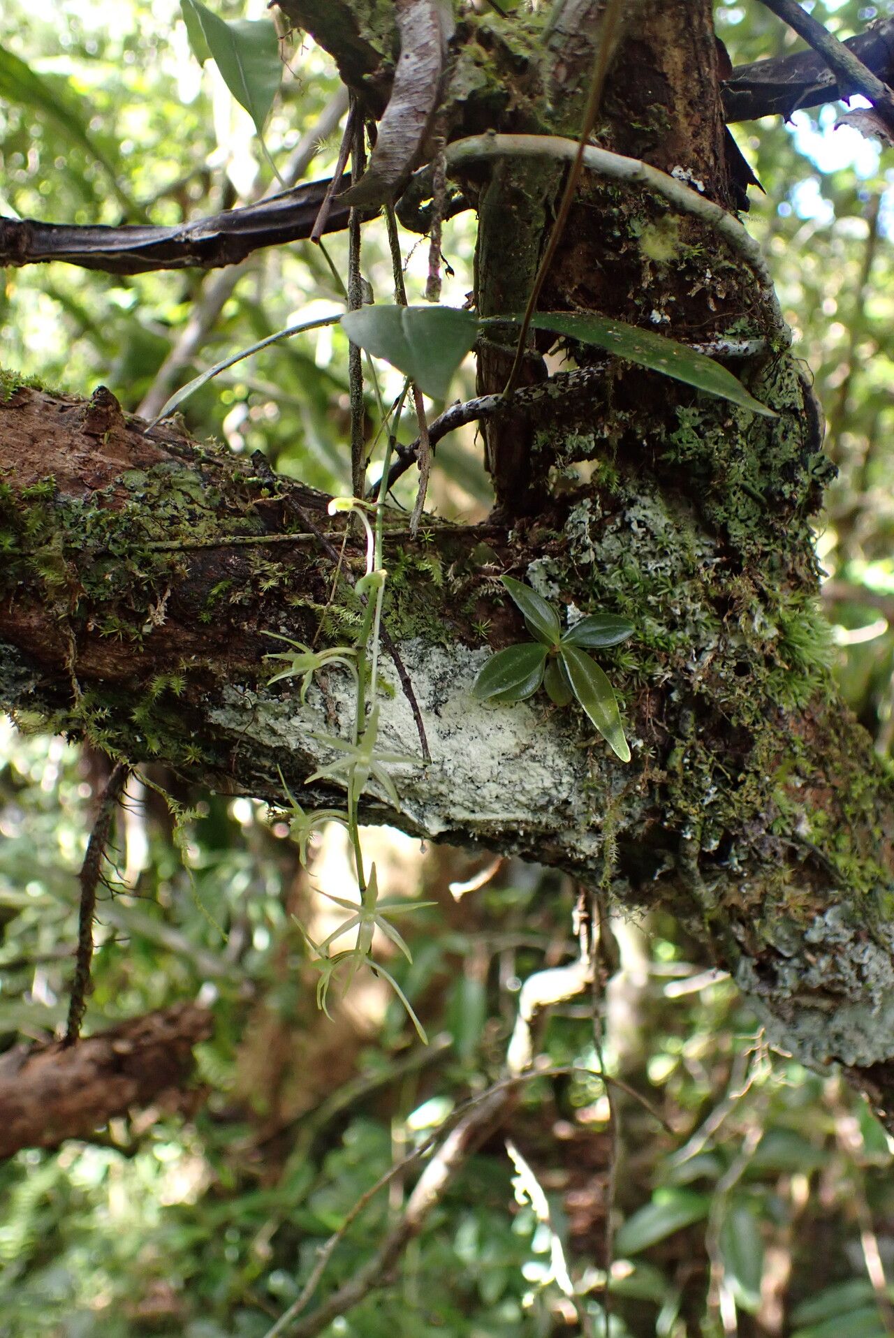 Aerangis pallidiflora — search result for 'Aerangis'