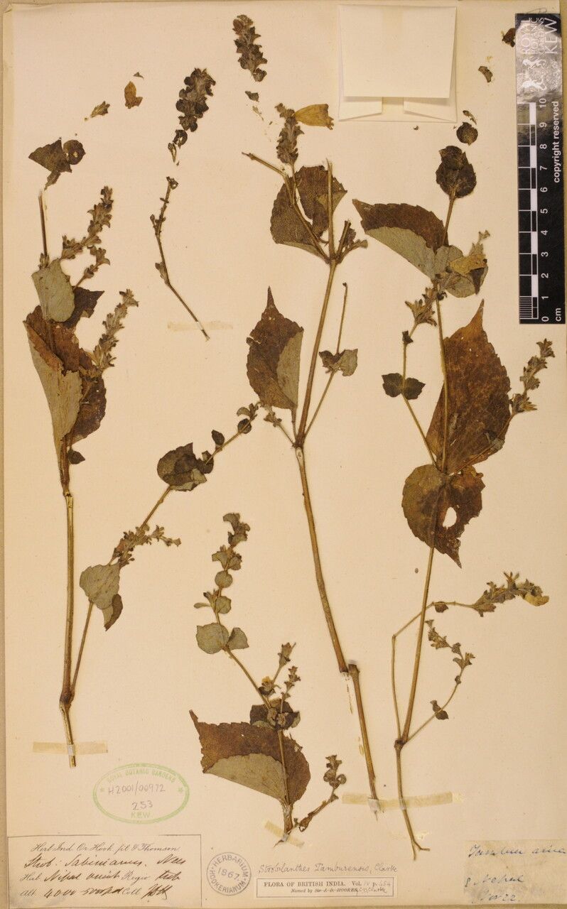 Strobilanthes tamburensis — search result for 'Strobilanthes'