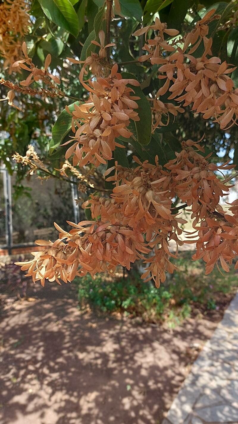 Triplaris gardneriana fruit