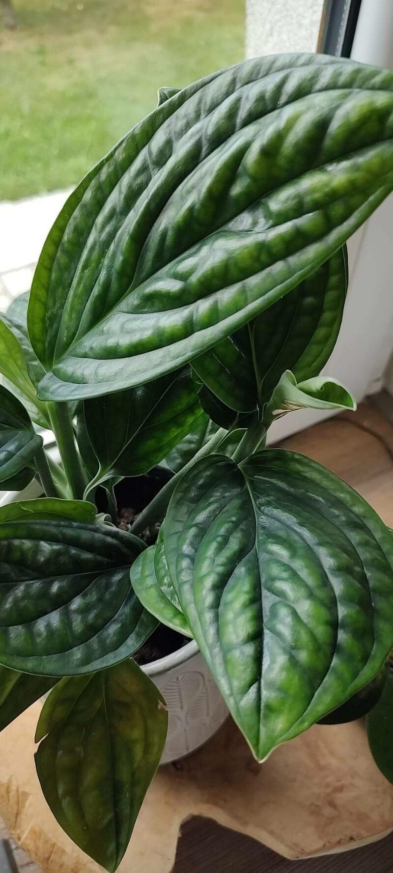 Monstera pinnatipartita