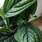 Monstera pinnatipartita