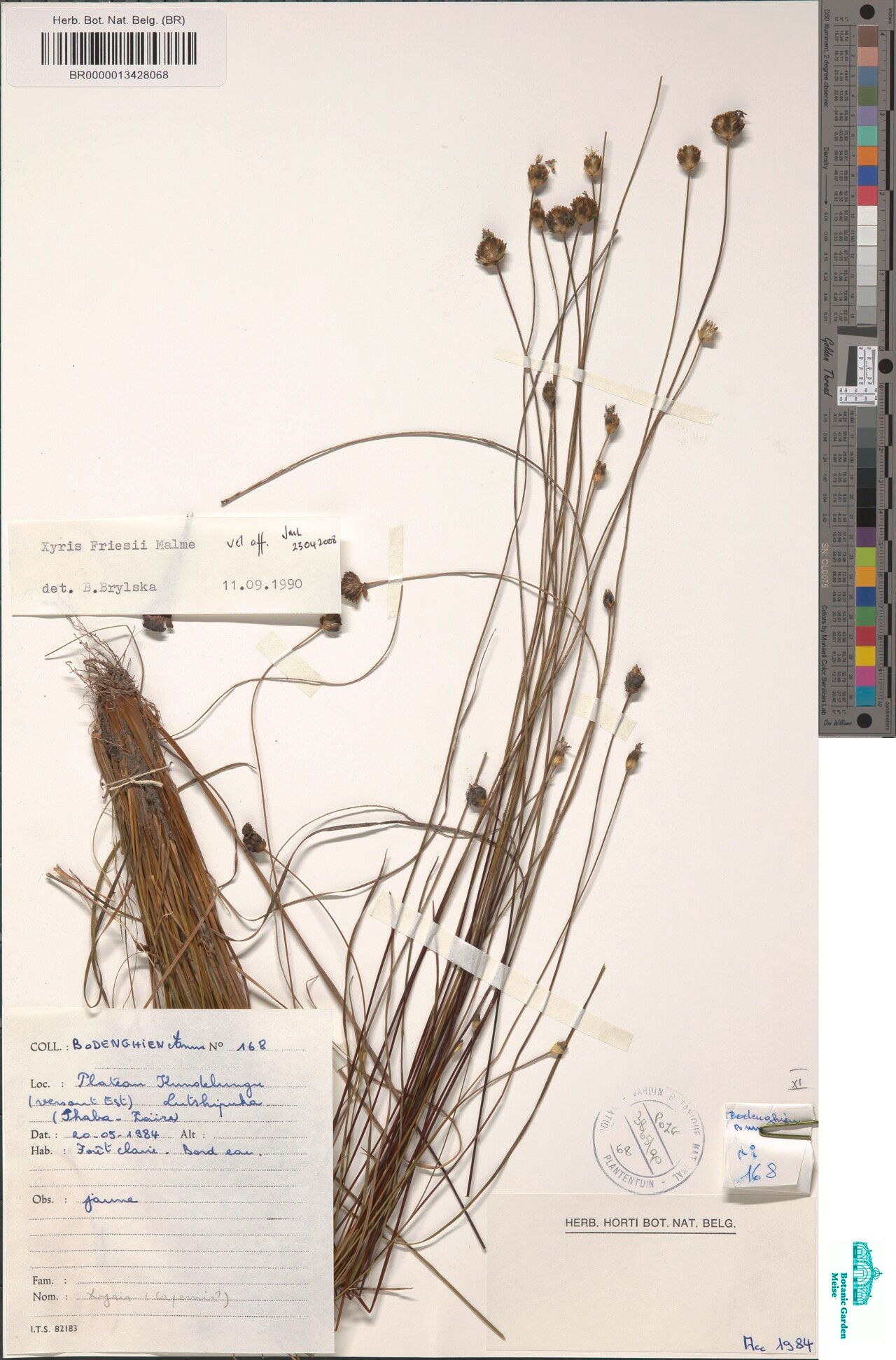 Xyris symoensii — houseplant care guide