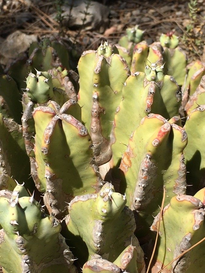 Euphorbia resinifera bark