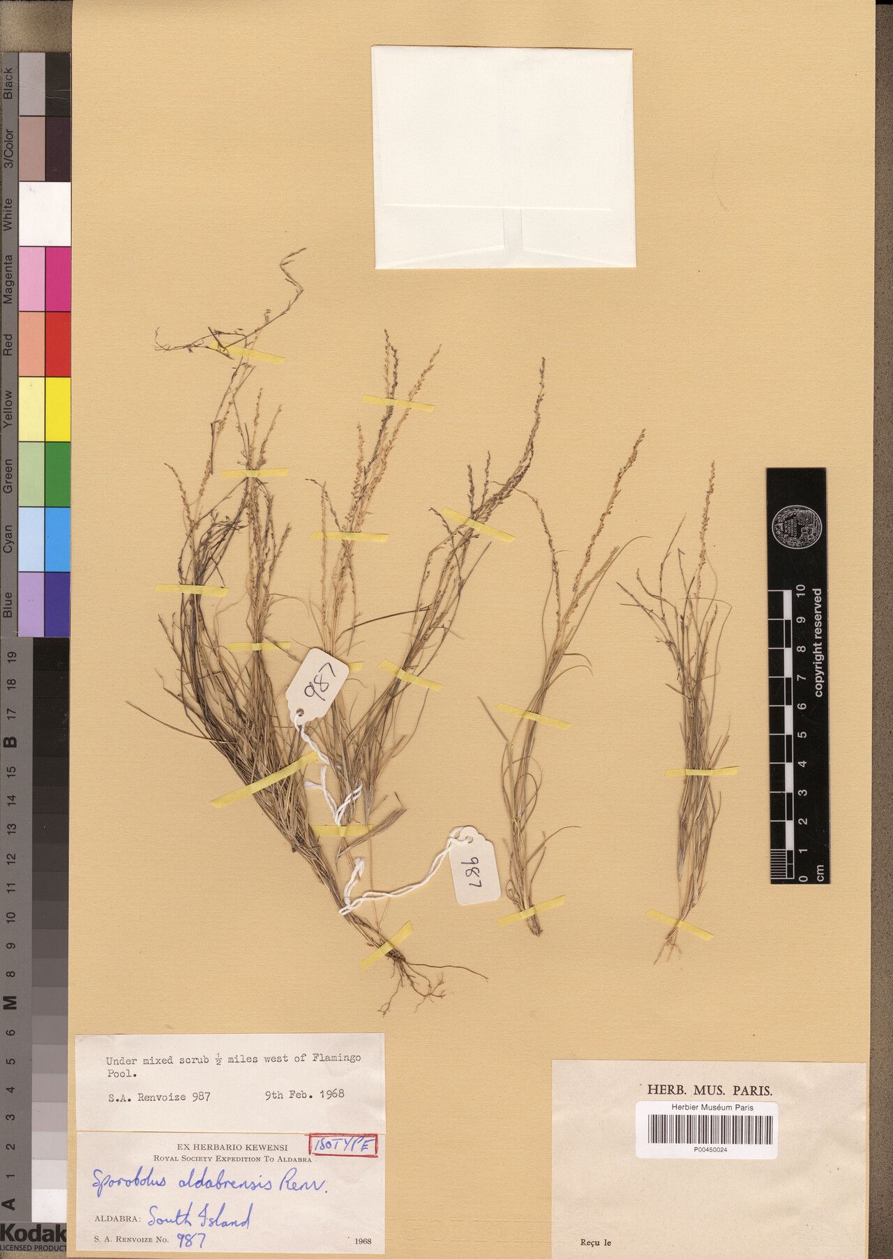 Sporobolus aldabrensis — related species from the same genus