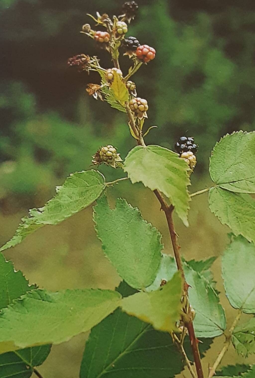 Rubus constrictus — houseplant care guide