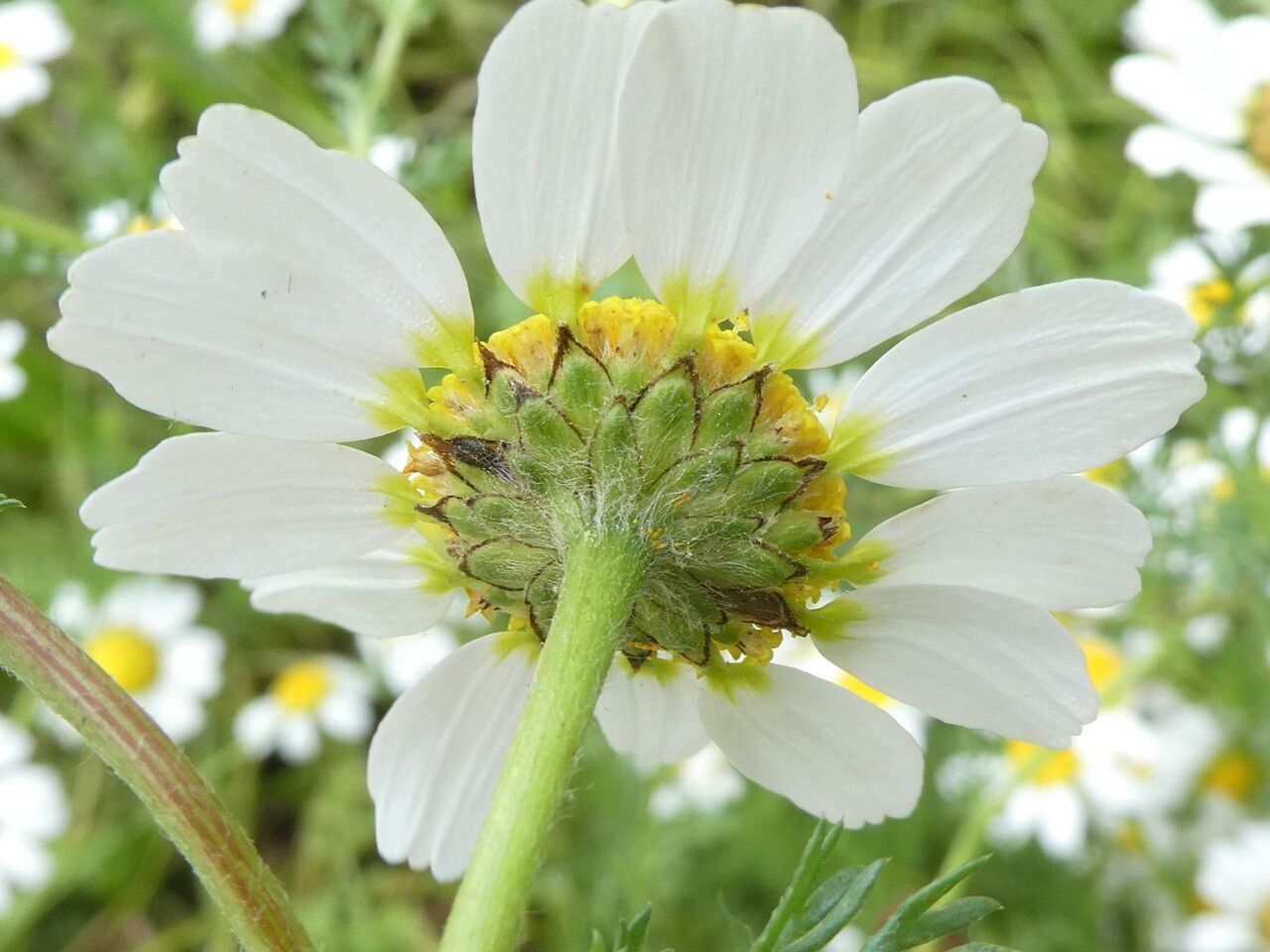 Anacyclus clavatus flower