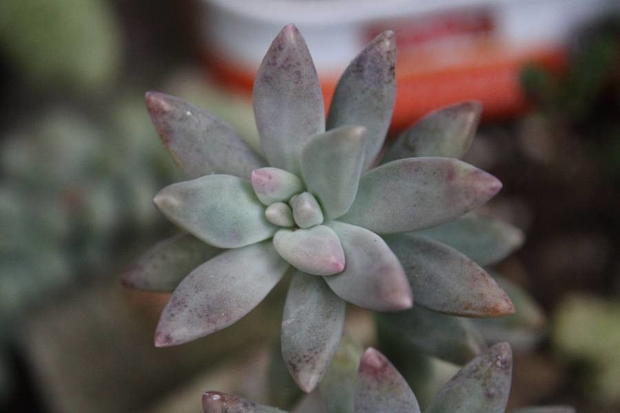 Dudleya greenei bark