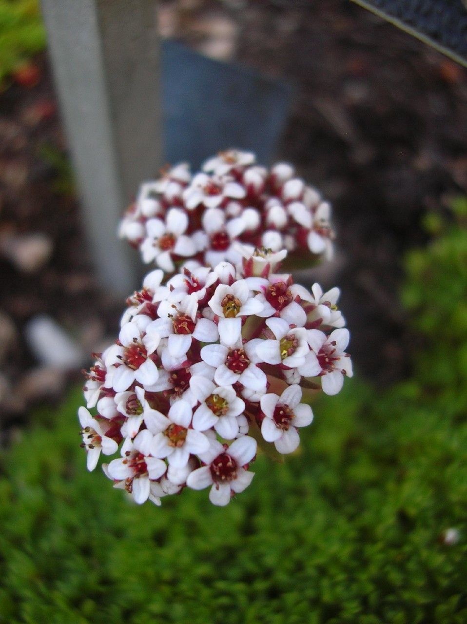 Crassula setulosa flower