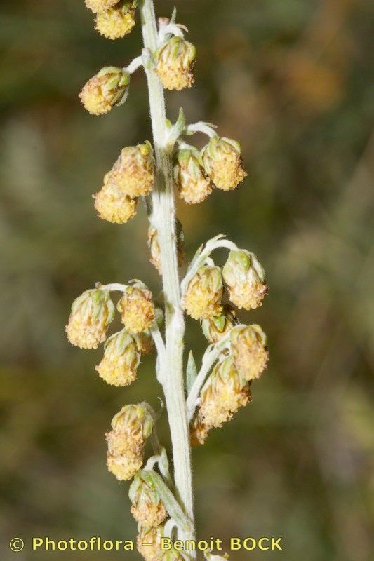 Artemisia armeniaca fruit