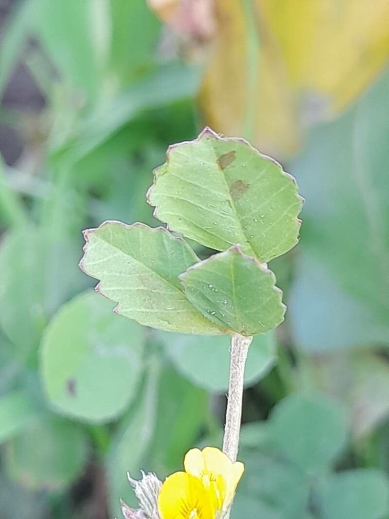 Medicago monantha leaf
