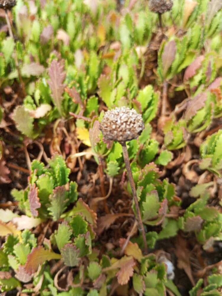 Argyranthemum thalassophilum flower