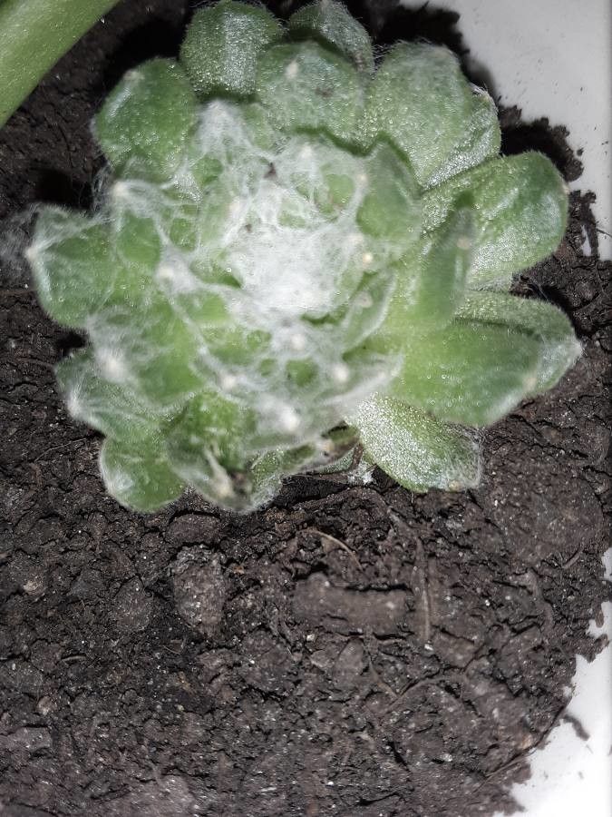 Psilocarphus brevissimus leaf