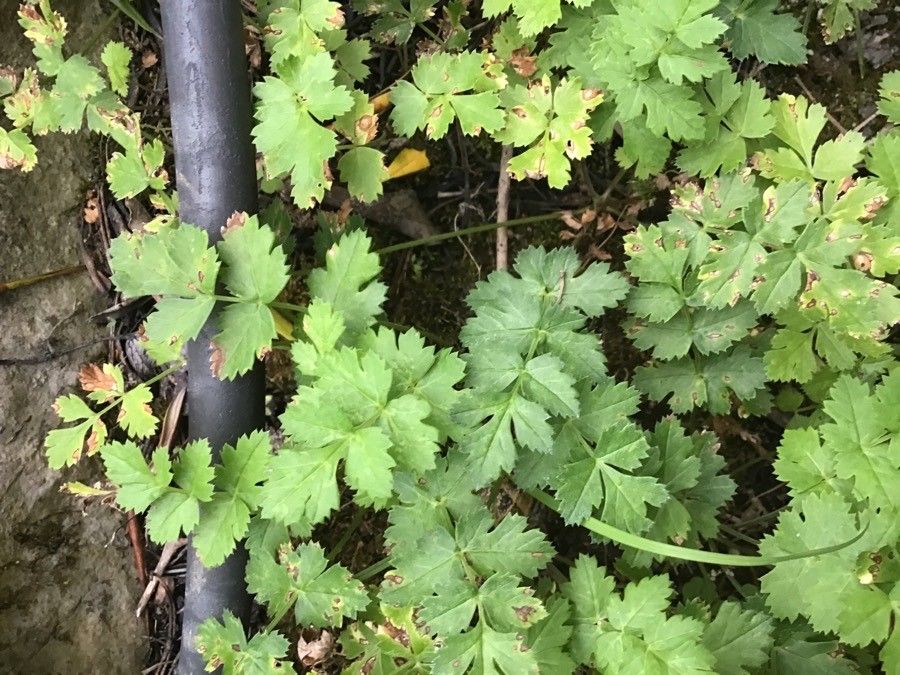 Pimpinella siifolia — search result for 'Pimpinella'