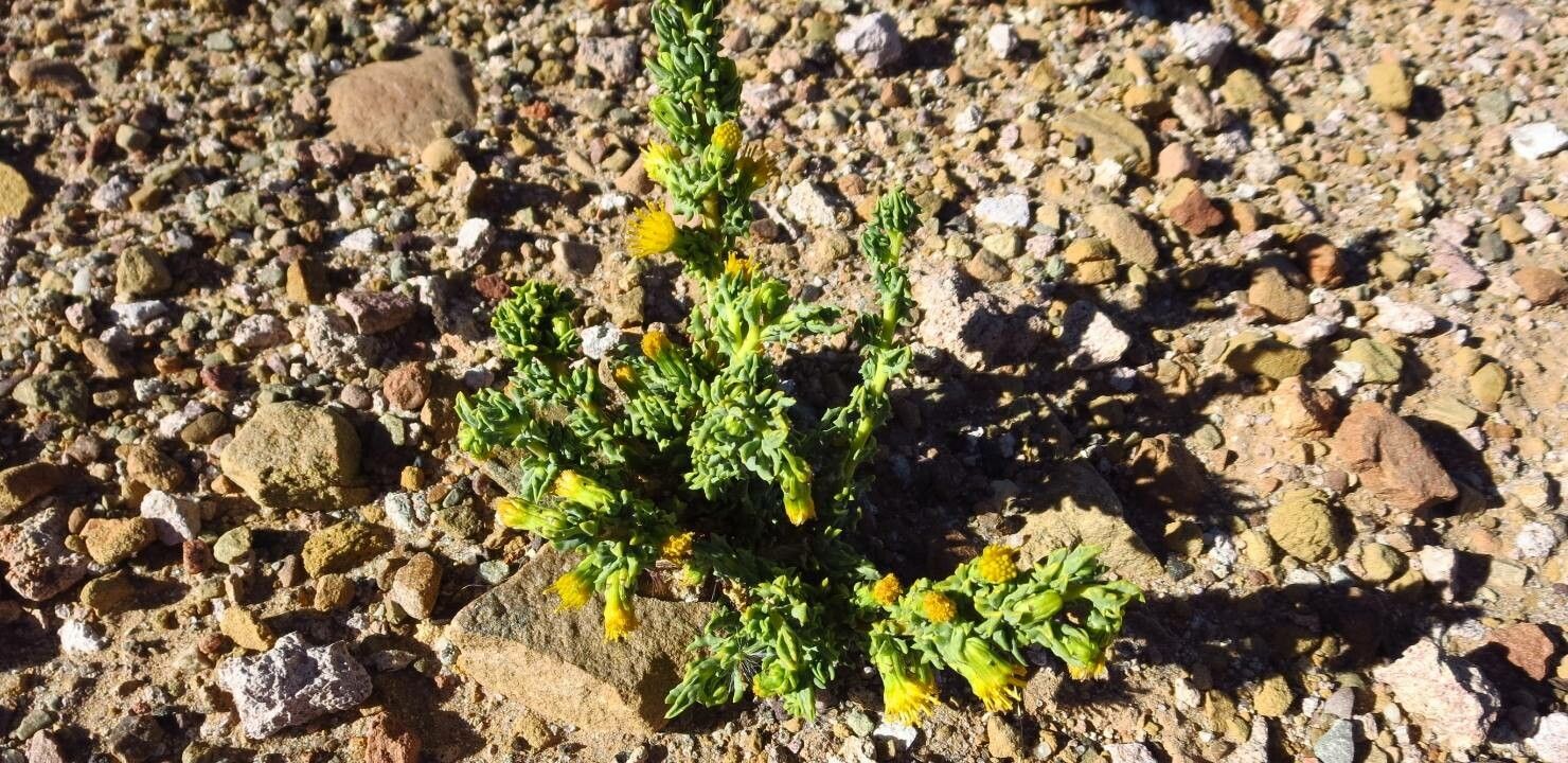 Senecio nutans — houseplant care guide