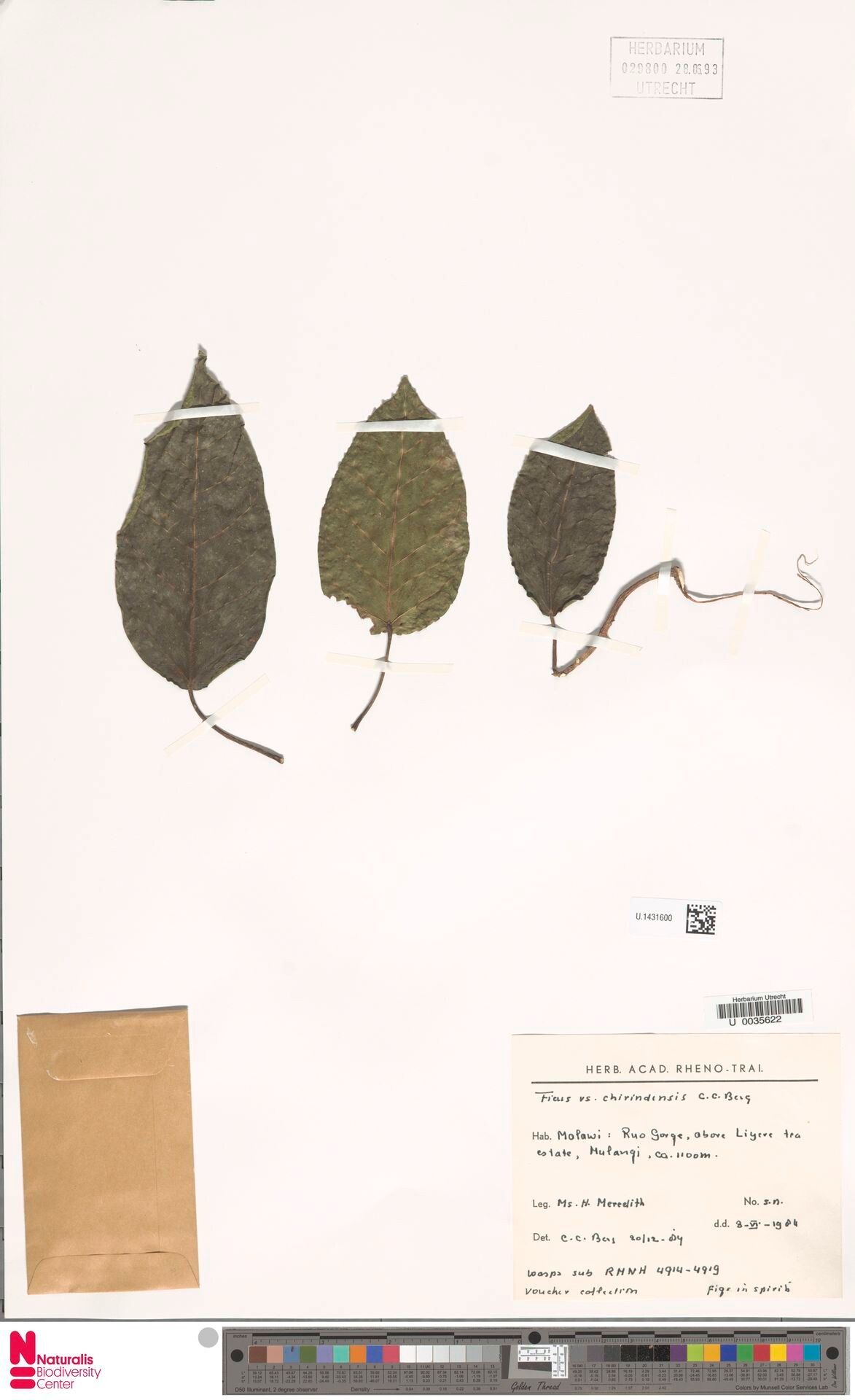 Ficus chirindensis — houseplant care guide