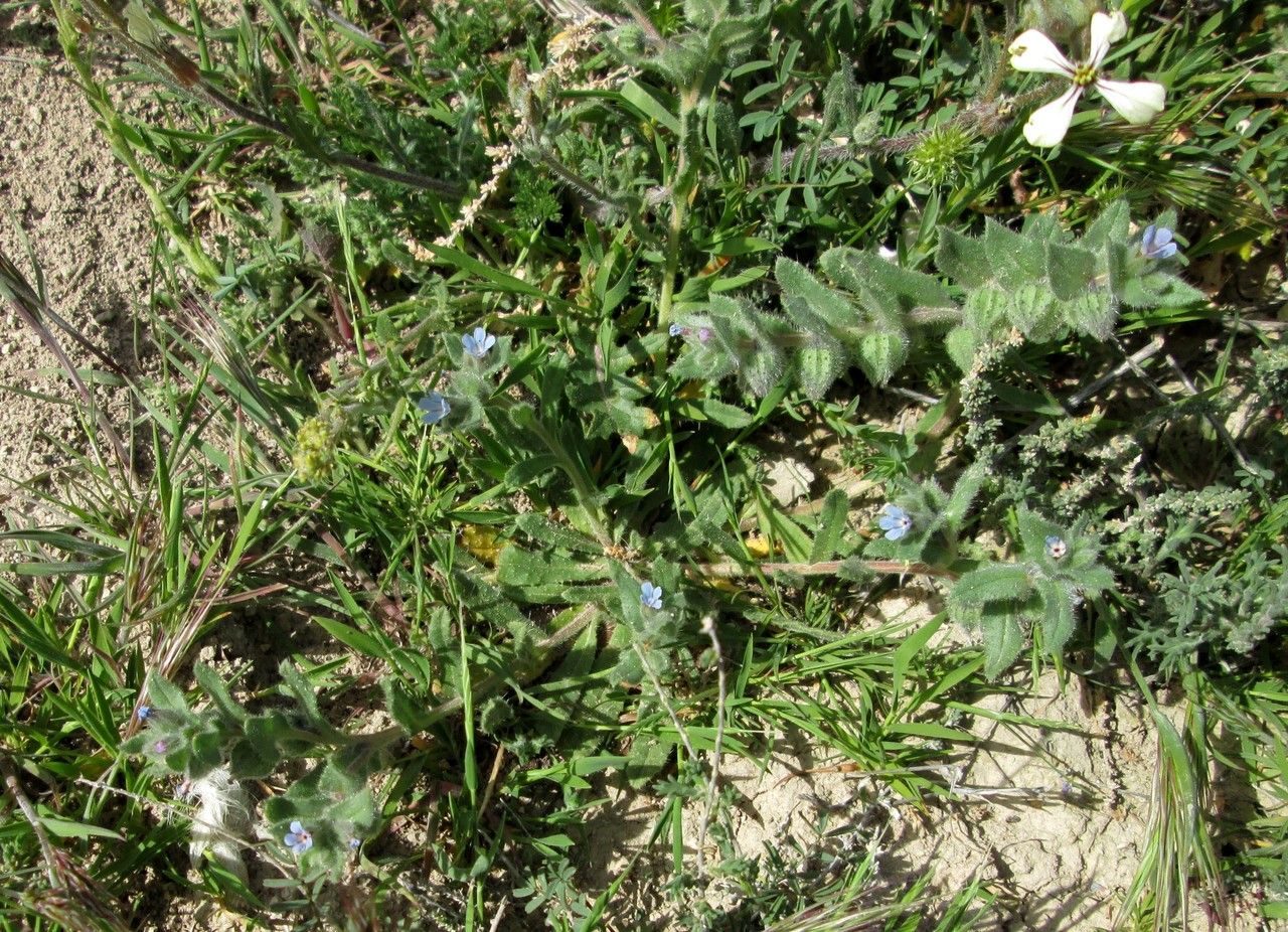 Nonea micrantha habit