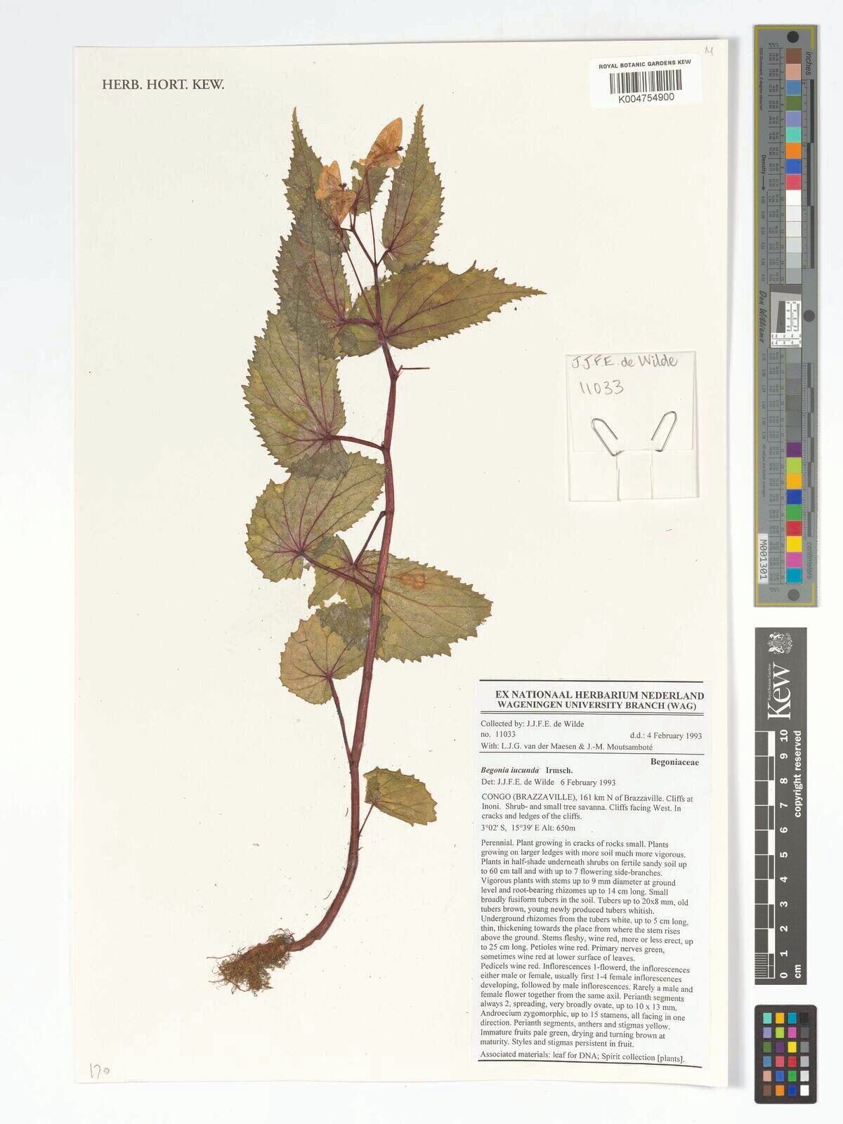 Begonia iucunda — houseplant care guide